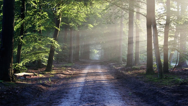 Dirt Road THrough The Woods