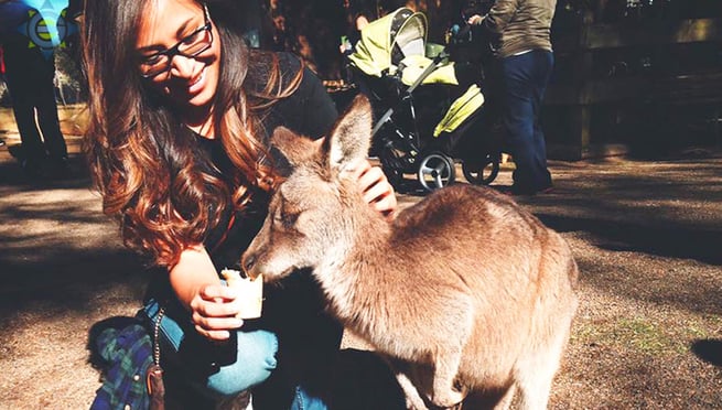 intern feeding kangaroo