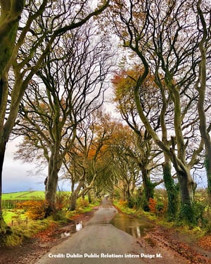 Dark Hedges in Ireland