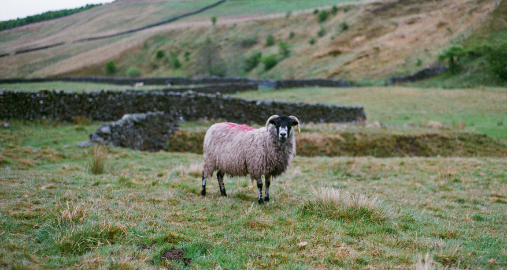 Farming Internship in Ireland