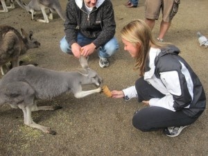 Feeding the Kangaroos