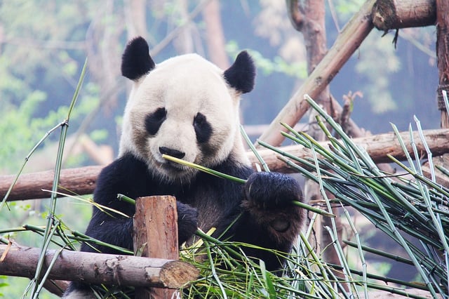 panda.jpg
